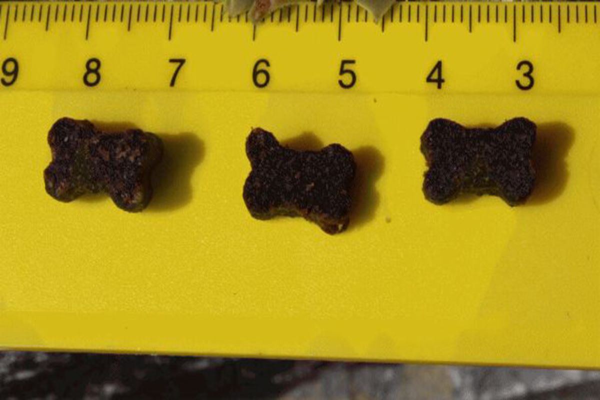 Fleischknochies mit Wild - 200g